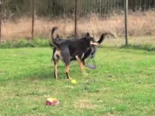 Dog Boarding Kennels Vineyard Brierdene Boarding Kennel NSW