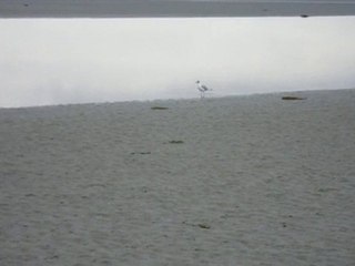 MONT ST MICHEL - mouette