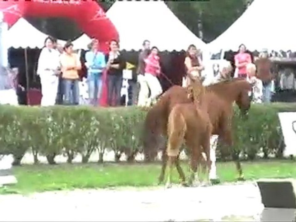 foals femelles saumur 2010