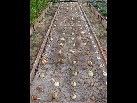 Preparación de Bancal y plantación de Cebollas de tallo.