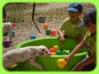 Dalmatiens du Lac Amance - Vidéo photos