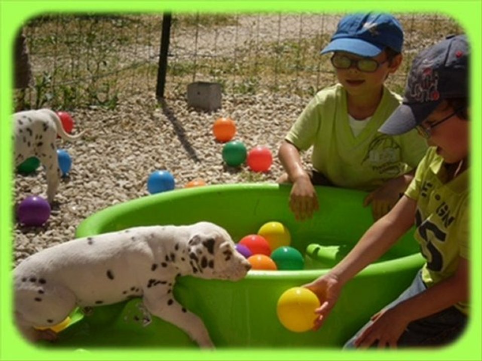 Dalmatiens du Lac Amance - Vidéo photos