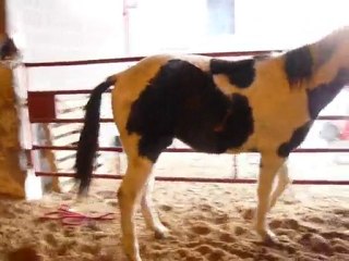 Gavroche fait le fou au manège