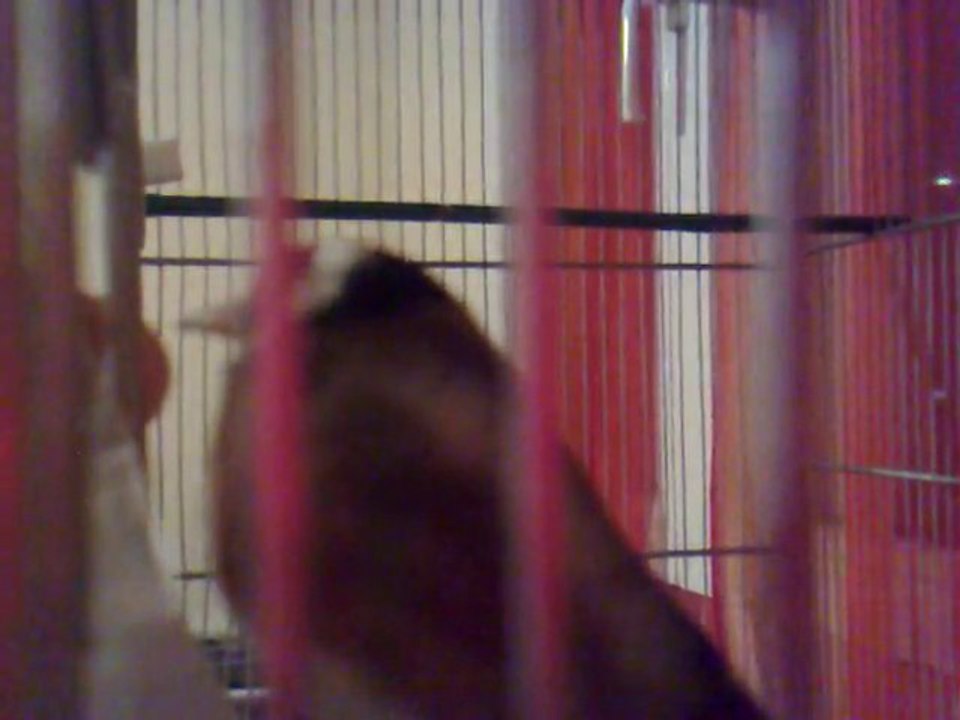 tchukdog istikhbar sihli