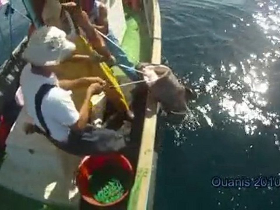 Pêche à la palangre de fond.