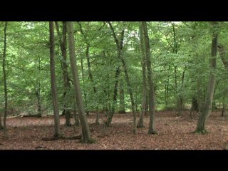 Viviane de Renée Vivien