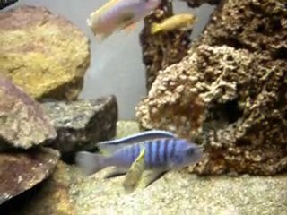 Mbunas 450L