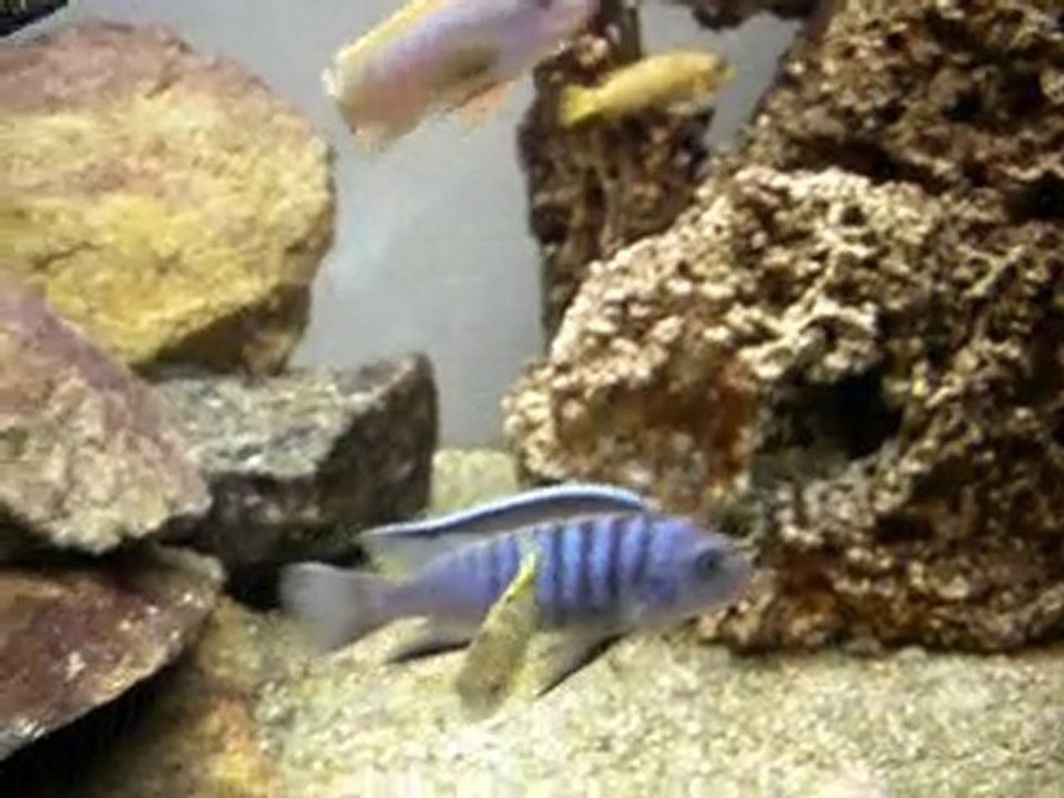 Mbunas 450L