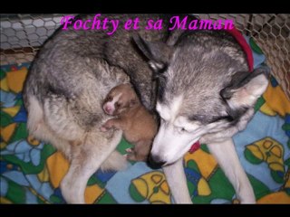 Chiots Prisca 1ere Semaine