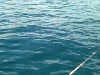 peche a la bonite en corse (ajaccio)