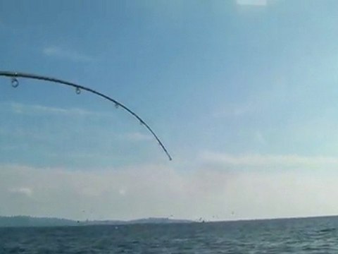 casse sur pélamide. Pêche en corse sur ajaccio