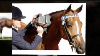 Vero Beach Horse Massage Equine Therapy