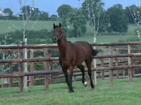 Linda's Lad, un étalon en station au Haras de Grandcamp (61)