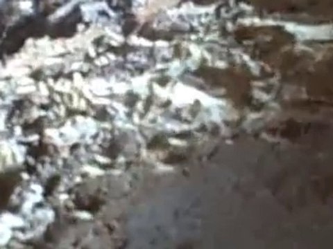 Charlotte Home Inspector Finds Termites