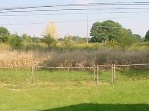 Homes for Sale - 807 Campbell Ave - Calumet City, IL 60409 -