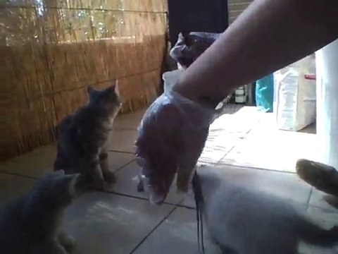 Invasion de chatons (en l’occurrence sur mon balcon)
