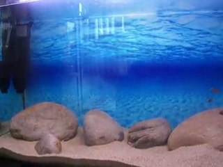 Kasakalawe yavrularım