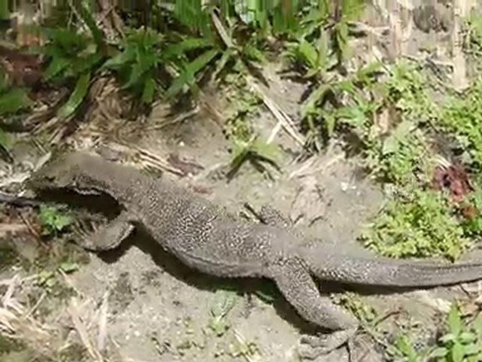 Gros Lézard juste devant nous à Langkawi