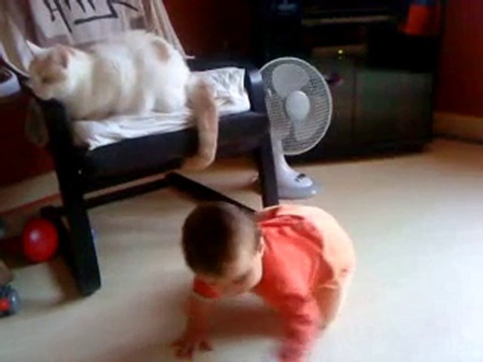 Queue du chat