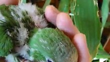 Babyvogels Jonge Muisparkiet Baby's