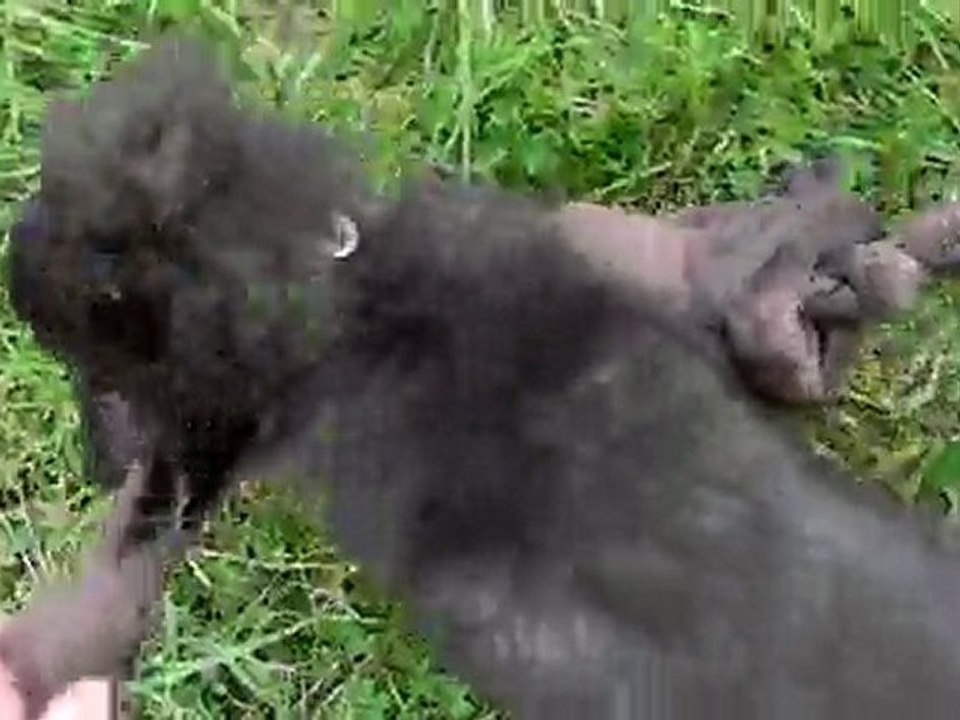 Jackpot du bois des mûres à la loque