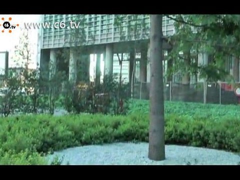 Gli alberi del bosco di Gioia continuano a morire