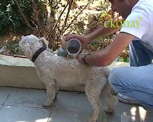 Ekonat Evcil Hayvan Temizlik ve Bakımı