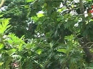 Visite Monde Plage de l'Anse Figuier