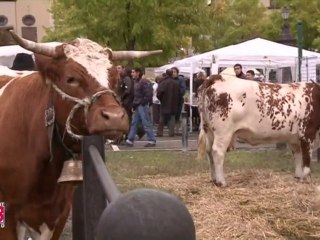Vaches ferrandaises