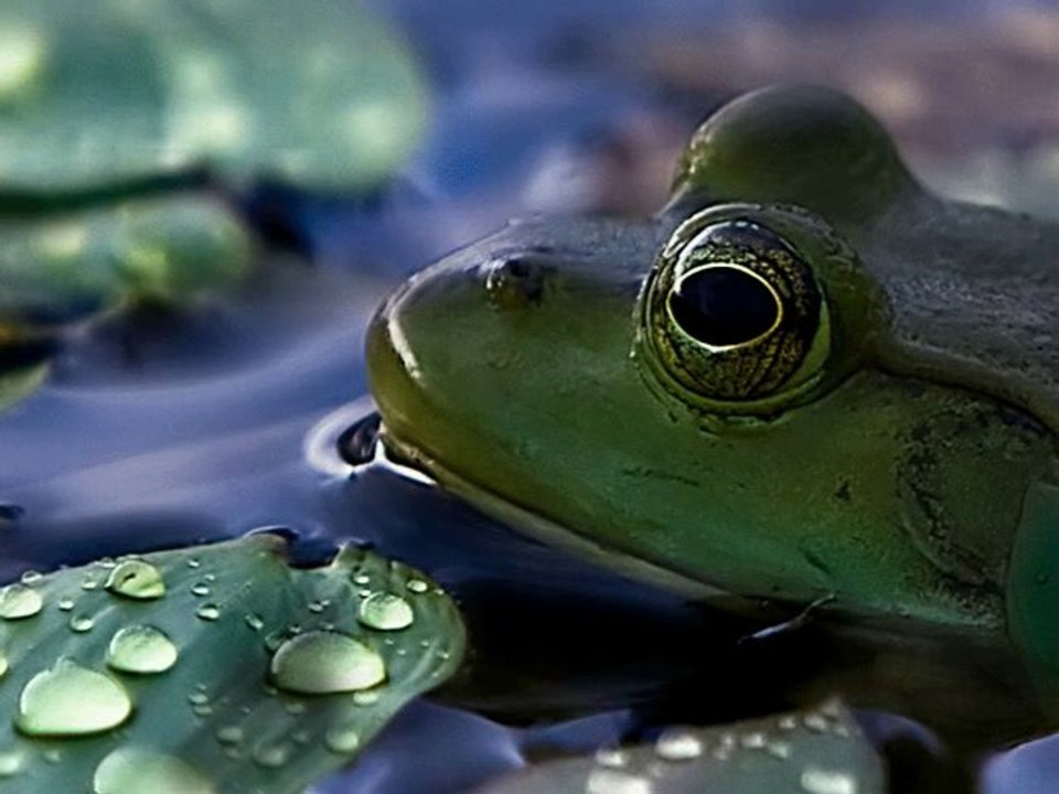 GRENOUILLE ET GRENOUILLE DE BENITIER