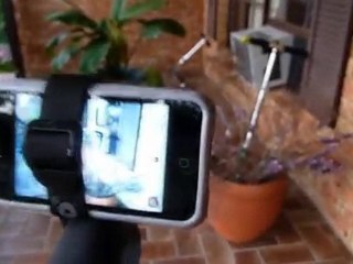 Australian Blue-banded bees