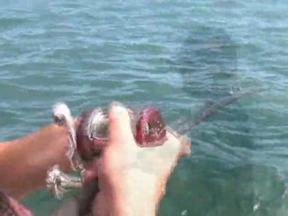 Le maigre de 24,6 kgs de Tomy-aout 2010