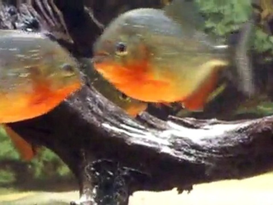 My Piranhas 01/10/2010