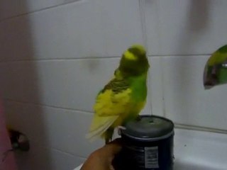 muhabbet kuşu hd kalitesinde video hayvanlar aleminden