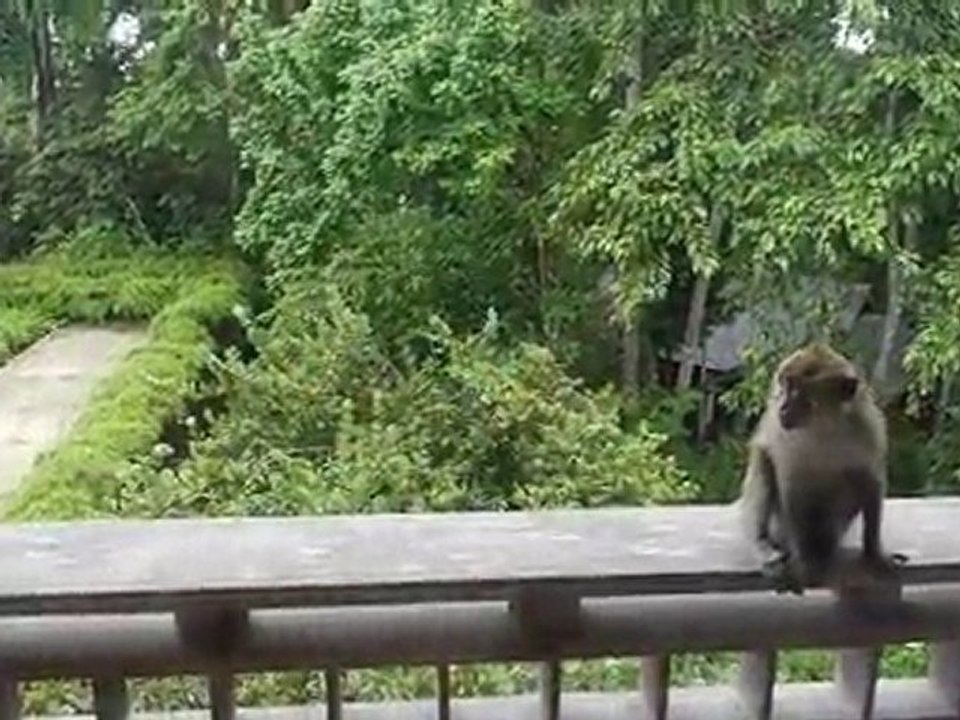 singes à Langkawi