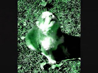 Siberian Huskies; Tripping Daisy - "Brown Eyed Pickle Boy"