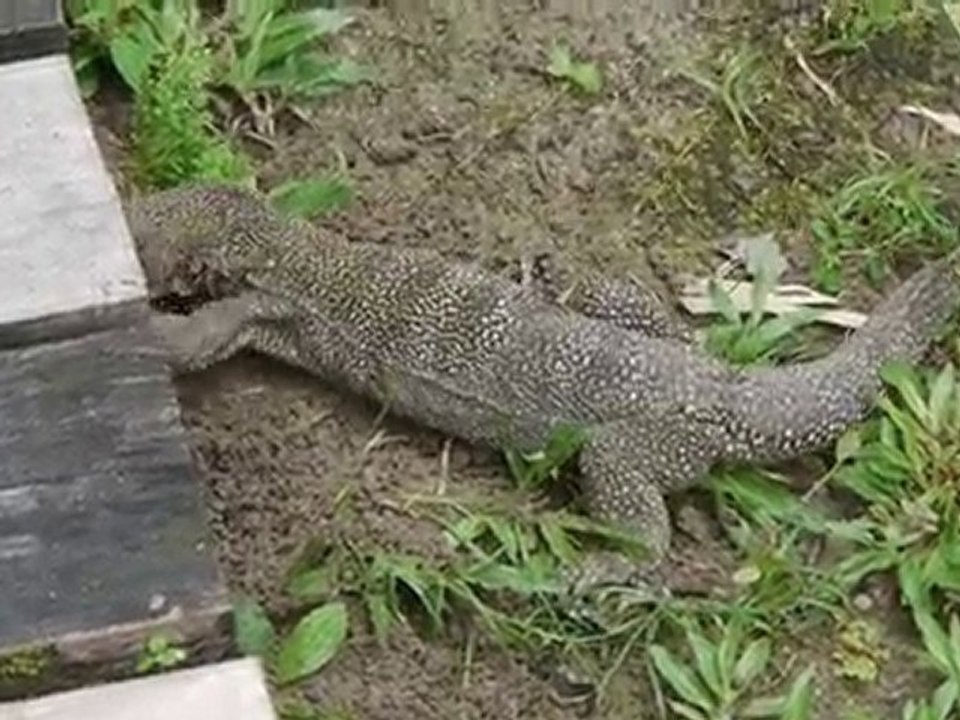 Gros lézard à Langkawi