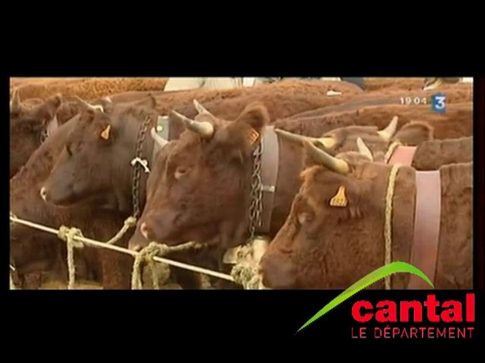Le 130e concours national salers à Mauriac
