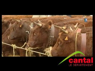 Le 130e concours national salers à Mauriac