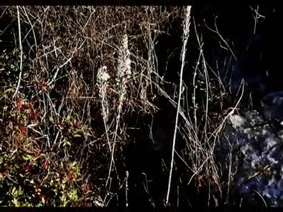 החצבים בשלהיי הקיץ