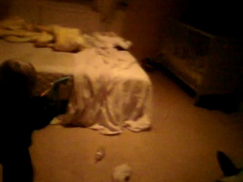 Leker med Rocky och busar