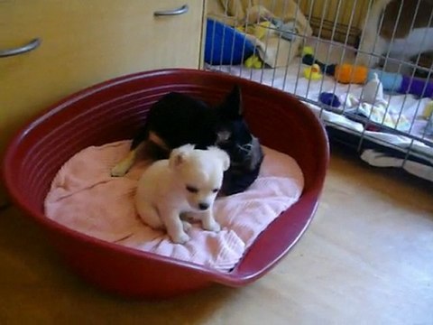 Bébés chihuahua - 6 semaines