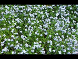 Where The Sweet Forget-Me-Nots RememberSam Lanin Troubadours