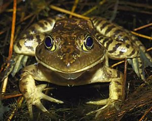 La Faille : Thriller et Mystère