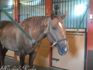 Mon cheval et moi