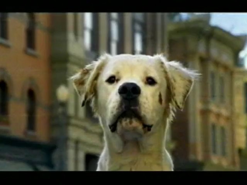 Le dalmatien / Bud light.