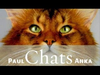 NOS AMIS LES CHATS