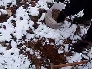 Σποροφύτευση βελανιδιών, Πεντέλη 24/1/2010