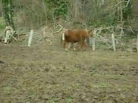 chevaux gus et caline mes deux loulou