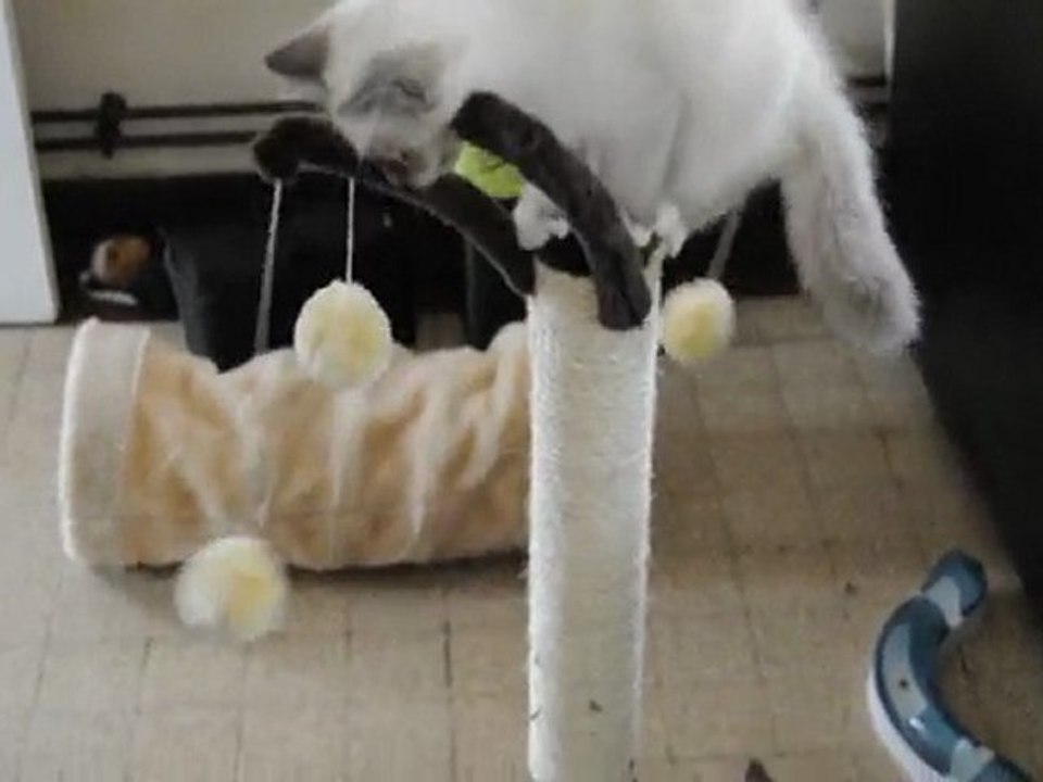 Nouveau jeu pour les Chatons de Bel Khantaya -  AY Marne